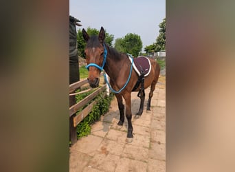 Plus de chevaux à sang chaud, Jument, 23 Ans, 150 cm, Bai