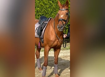 Plus de chevaux à sang chaud, Jument, 25 Ans, Alezan