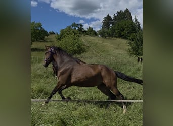 Plus de chevaux à sang chaud, Jument, 2 Ans, 165 cm, Bai