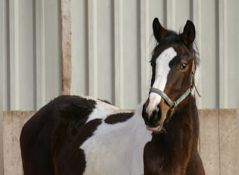 Plus de chevaux à sang chaud, Jument, 2 Ans, 170 cm, Pinto