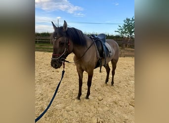 Plus de chevaux à sang chaud, Jument, 3 Ans, 138 cm