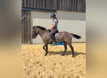 Plus de chevaux à sang chaud, Jument, 3 Ans, 138 cm
