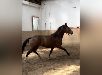 Plus de chevaux à sang chaud, Jument, 3 Ans, 146 cm, Bai