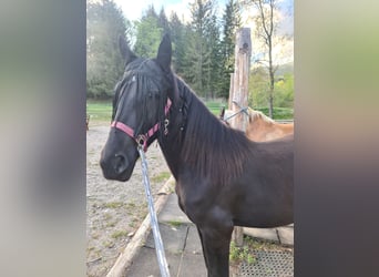 Plus de chevaux à sang chaud Croisé, Jument, 3 Ans, 146 cm, Noir