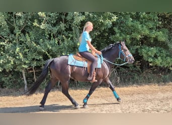Plus de chevaux à sang chaud, Jument, 3 Ans, 158 cm, Noir