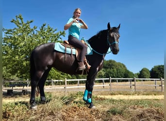 Plus de chevaux à sang chaud, Jument, 3 Ans, 158 cm, Noir