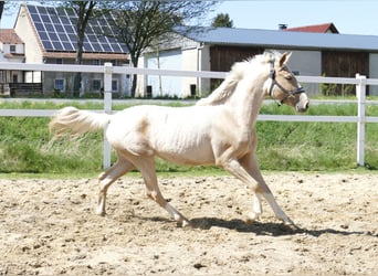 Plus de chevaux à sang chaud, Jument, 3 Ans, 162 cm, Palomino