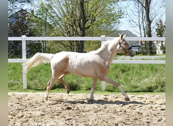 Plus de chevaux à sang chaud, Jument, 3 Ans, 162 cm, Palomino