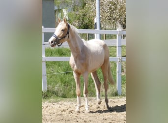 Plus de chevaux à sang chaud, Jument, 3 Ans, 162 cm, Palomino