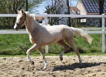 Plus de chevaux à sang chaud, Jument, 3 Ans, 162 cm, Palomino