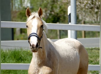 Plus de chevaux à sang chaud, Jument, 3 Ans, 162 cm, Palomino
