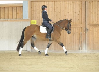 Plus de chevaux à sang chaud, Jument, 3 Ans, 164 cm, Bai clair