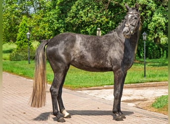 Plus de chevaux à sang chaud, Jument, 3 Ans, 164 cm, Gris