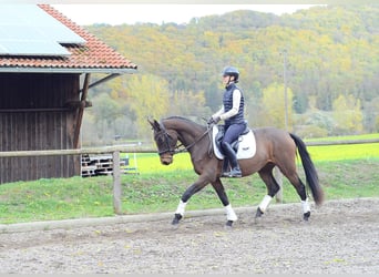 Plus de chevaux à sang chaud, Jument, 3 Ans, 165 cm, Bai