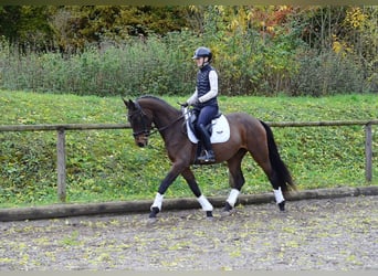 Plus de chevaux à sang chaud, Jument, 3 Ans, 165 cm, Bai