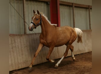 Plus de chevaux à sang chaud, Jument, 3 Ans, 165 cm, Palomino
