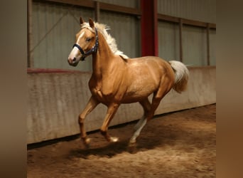 Plus de chevaux à sang chaud, Jument, 3 Ans, 165 cm, Palomino