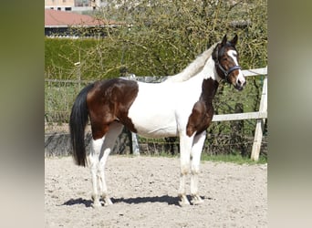 Plus de chevaux à sang chaud, Jument, 3 Ans, 168 cm, Pinto