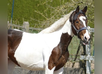 Plus de chevaux à sang chaud, Jument, 3 Ans, 168 cm, Pinto