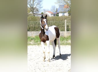 Plus de chevaux à sang chaud, Jument, 3 Ans, 168 cm, Pinto