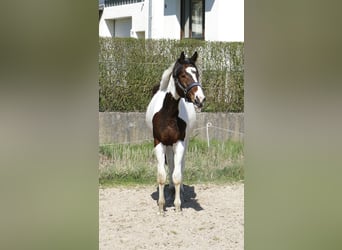 Plus de chevaux à sang chaud, Jument, 3 Ans, 168 cm, Pinto