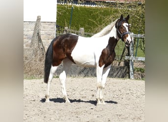 Plus de chevaux à sang chaud, Jument, 3 Ans, 168 cm, Pinto