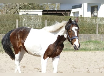 Plus de chevaux à sang chaud, Jument, 3 Ans, 168 cm, Pinto