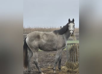 Plus de chevaux à sang chaud, Jument, 3 Ans, 170 cm, Blanc