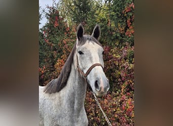 Plus de chevaux à sang chaud, Jument, 3 Ans, 170 cm, Blanc