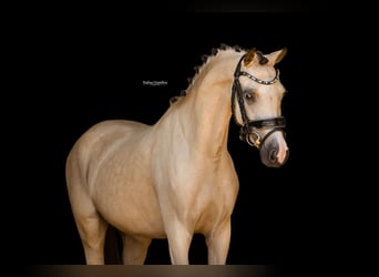 Plus de chevaux à sang chaud, Jument, 4 Ans, 126 cm, Buckskin