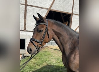 Plus de chevaux à sang chaud, Jument, 4 Ans, 147 cm, Bai brun