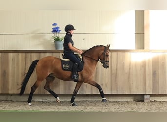 Plus de chevaux à sang chaud, Jument, 4 Ans, 147 cm, Bai