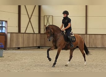 Plus de chevaux à sang chaud, Jument, 4 Ans, 147 cm, Bai