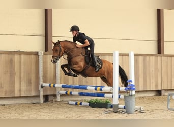 Plus de chevaux à sang chaud, Jument, 4 Ans, 147 cm, Bai