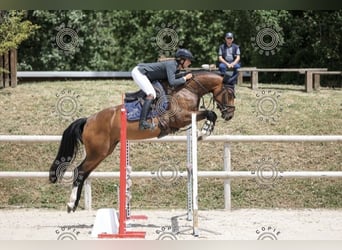 Plus de chevaux à sang chaud, Jument, 4 Ans, 148 cm, Bai cerise