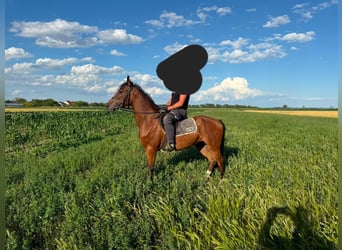 Plus de chevaux à sang chaud Croisé, Jument, 4 Ans, 152 cm, Bai