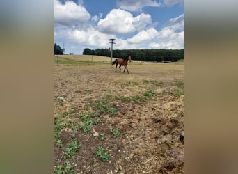 Plus de chevaux à sang chaud Croisé, Jument, 4 Ans, 152 cm, Bai
