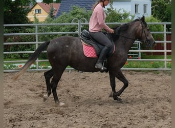 Plus de chevaux à sang chaud, Jument, 4 Ans, 155 cm, Gris noir