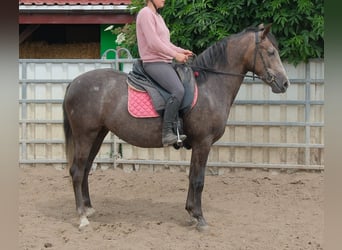 Plus de chevaux à sang chaud, Jument, 4 Ans, 155 cm, Gris noir