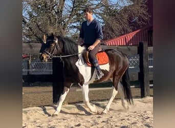 Plus de chevaux à sang chaud Croisé, Jument, 4 Ans, 155 cm, Pinto
