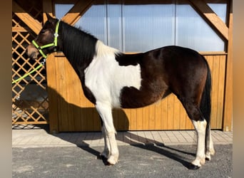 Plus de chevaux à sang chaud Croisé, Jument, 4 Ans, 155 cm, Pinto