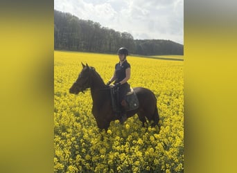 Plus de chevaux à sang chaud, Jument, 4 Ans, 158 cm, Bai brun