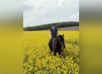 Plus de chevaux à sang chaud, Jument, 4 Ans, 158 cm, Bai brun