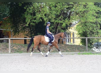 Plus de chevaux à sang chaud, Jument, 4 Ans, 158 cm