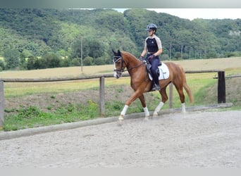 Plus de chevaux à sang chaud, Jument, 4 Ans, 160 cm, Alezan