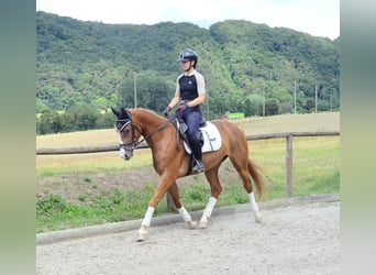 Plus de chevaux à sang chaud, Jument, 4 Ans, 160 cm, Alezan