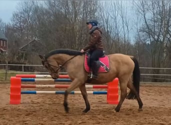 Plus de chevaux à sang chaud, Jument, 4 Ans, 160 cm, Buckskin