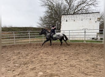 Plus de chevaux à sang chaud, Jument, 4 Ans, 160 cm, Rouan bleu