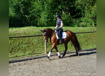 Plus de chevaux à sang chaud, Jument, 4 Ans, 163 cm, Bai