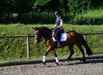 Plus de chevaux à sang chaud, Jument, 4 Ans, 163 cm, Bai